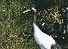 20030322414 blijdorp kraanvogel